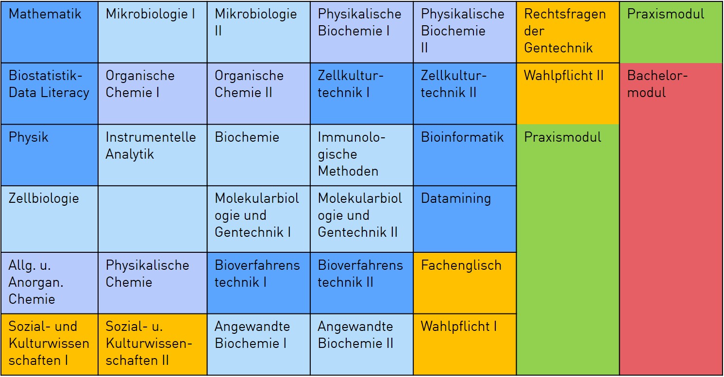 Übersicht über Fächer im Studiengang Biotechnologe (B.Sc.)